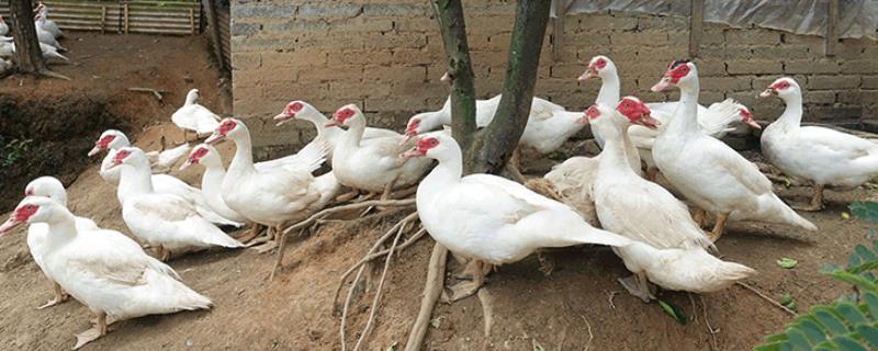 有哪些值得推荐的四个养殖业赚钱项目，这些项目投资规模较小且发展前景相当可观