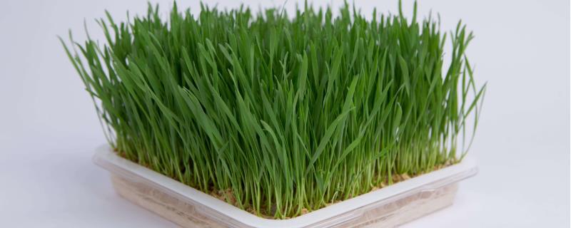 芽苗菜种植的前景如何进行分析，这里附上最新的市场价格详情