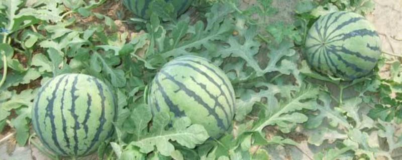 西瓜开花结果期间该如何进行管理，它适宜在光照比较充足且昼夜温差大的环境中生长