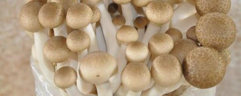 蟹味菇的生产种植技术有哪些,它通常需要在无菌接种室进行接种吗
