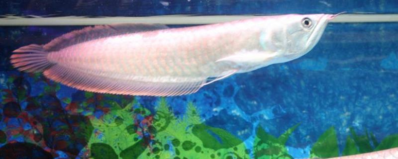 银龙鱼适合在多少度的水温生活，水温的高低对它会产生什么具体影响