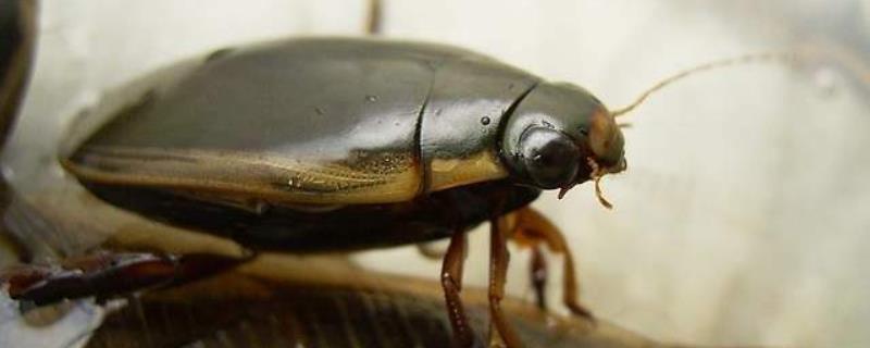 水蟑螂养殖技术具体有哪些，可自由选择鱼塘水池或者水缸来进行养殖