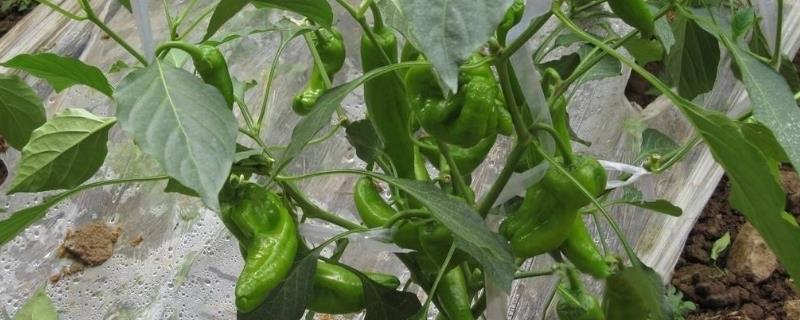 尖椒的种植技术是什么，要及时进行浇水和排水工作