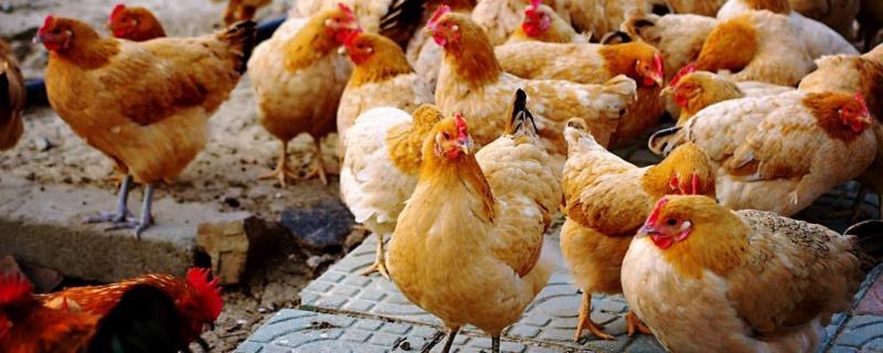 新手养鸡要注意哪些事项，首先需要学习如何选择合适的鸡苗