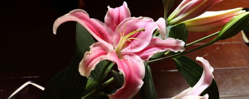 香水百合的原产地分布在哪里，关于其生长环境的要求以及主要价值功效