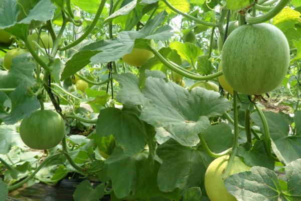 香瓜种植效益怎么样