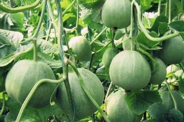 香瓜种植效益怎么样