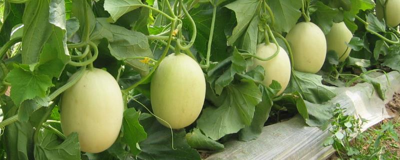 香瓜种植的经济效益究竟怎么样，真的可以赚到钱吗