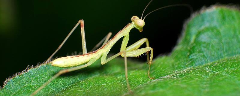 螳螂究竟属于益虫还是害虫，螳螂的具体饲养方法是什么