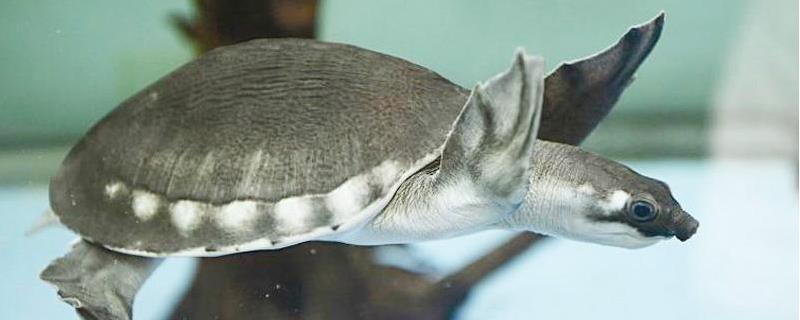 猪鼻龟一年大概能长多少厘米，猪鼻龟成年之后具体能长到多大