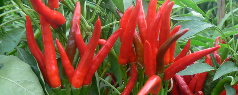 辣椒叶子发黄枯萎应该采取什么防治措施，分析其具体的发黄原因有哪些