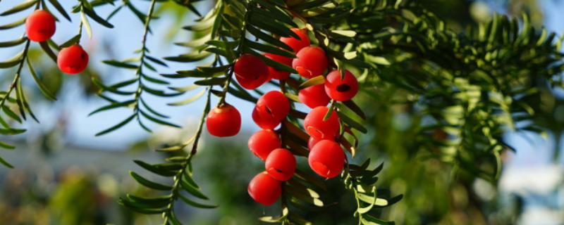 室内盆栽红豆杉的具体种植方法，有哪些需要注意的事项