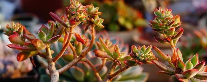 多肉植物锦晃星的具体繁殖方法有哪些，详细的操作流程究竟该怎么操作