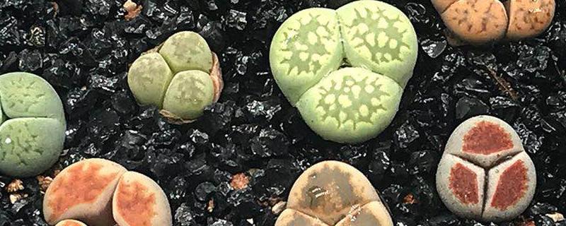 屁股花的繁殖方法具体有哪些，附带详细的日常养殖方法介绍