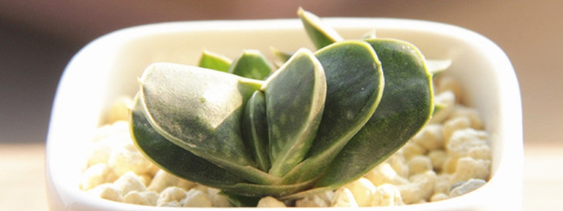 多肉植物元宝应该如何正确养殖，具体包含了哪些关键的养护要点