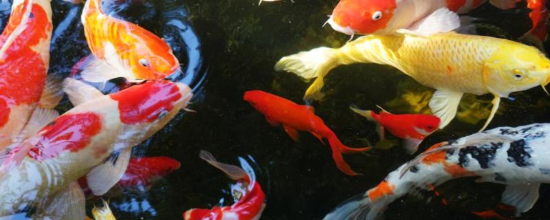 锦鲤应该挑选哪种类型的饲料，在什么时间喂锦鲤比较合适呢