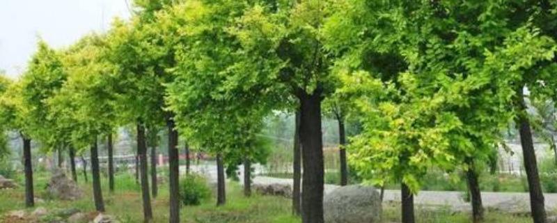 榆木的产地具体在什么地方，关于榆木的基本介绍以及它的主要价值