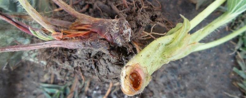 应当如何有效治疗植物红柱病害,这里附带草莓病害的详细防治方法