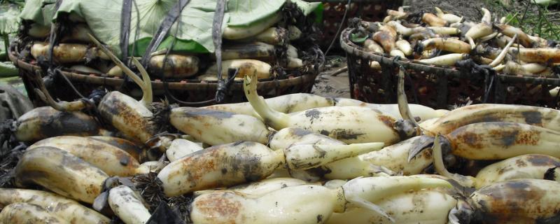 莲藕种子是靠什么方式传播呢，附带一份莲藕基本介绍