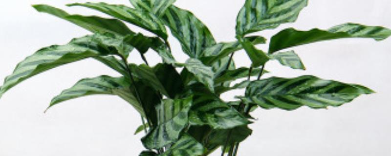 双线竹芋叶子发生卷曲的原因有哪些,处理这类问题的具体方法有哪些