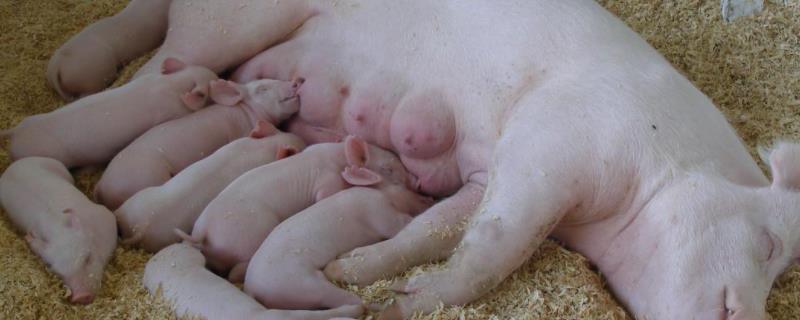母猪完全没有奶水该怎么办,附加实用的催乳方法有哪些