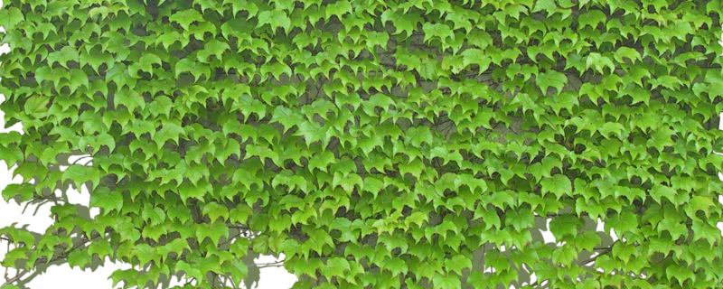 冬季适合养什么花卉品种，哪些花卉比较适合在室内环境养护