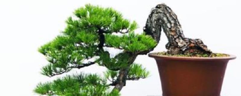 罗汉松盆景价格是多少以及它的具体养殖方法,它的观赏价值确实非常高