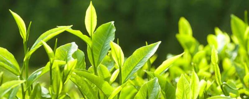 中国主要的茶叶产地具体有哪些,目前中国现存的茶叶种类分别有哪些