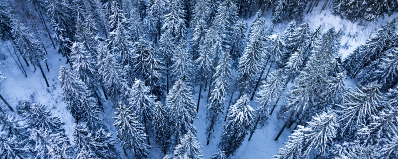 松杉纲杉树的主要病虫害及预防策略有哪些，这些防治措施有什么具体的作用，杉树又包含了哪些主要种类