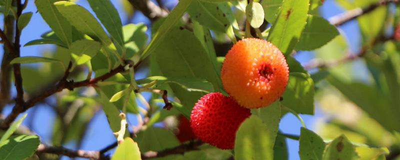 杨梅日常管理有哪些核心要点及注意事项，附带种植过程中常见问题的解决方法