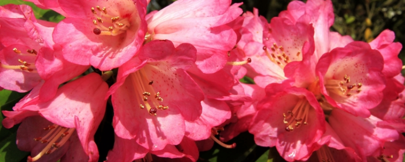 杜鹃花在冬天会落叶吗，导致这种落叶现象的原因究竟是什么