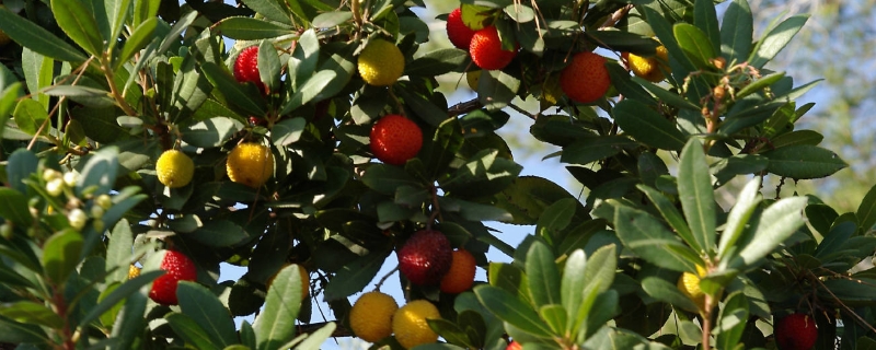 杨梅种子该怎么种才比较好，杨梅的高产种植管理要点