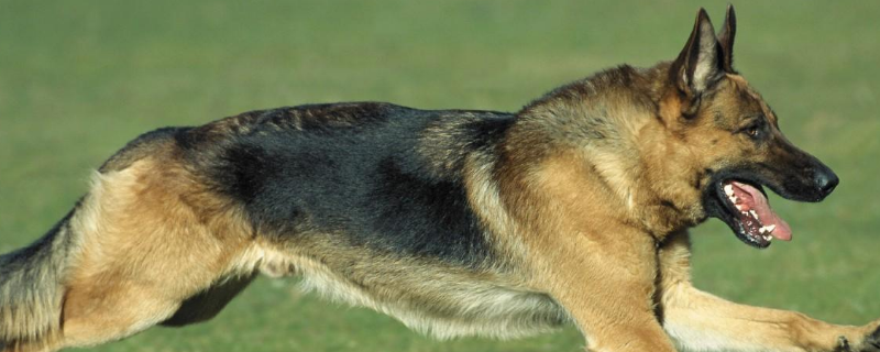 德国牧羊犬应该怎么养,以及注意事项