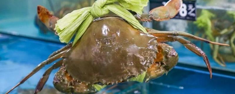 青蟹平常主要吃什么食物，附带详细介绍它的繁殖习性