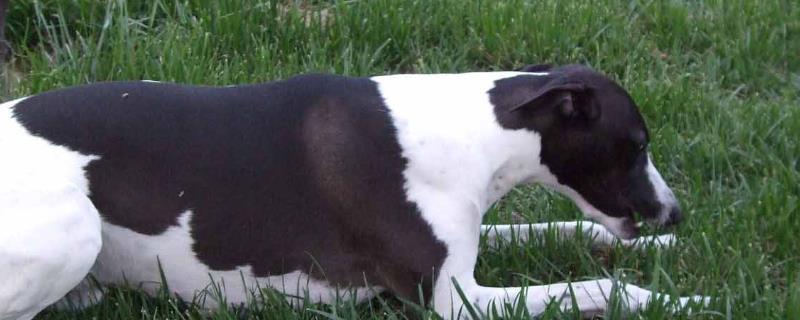 如何对惠比特犬进行科学训练，关于抗重阻力训练以及克服弹性阻力训练的具体方法