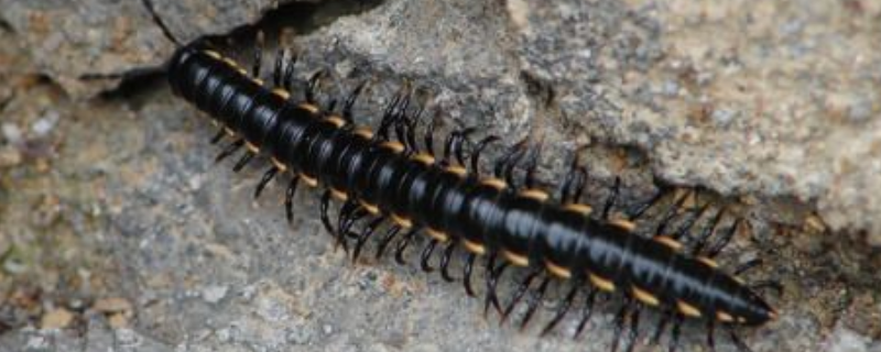 马陆的天敌究竟是什么动物，这里有马陆的特征详细介绍