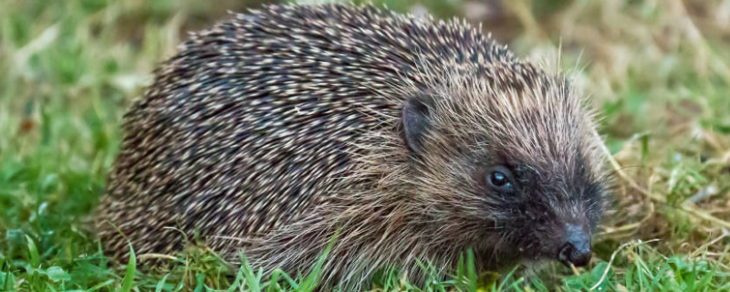 刺猬到底好不好人工养殖，它的食物有哪些以及详细养殖技术