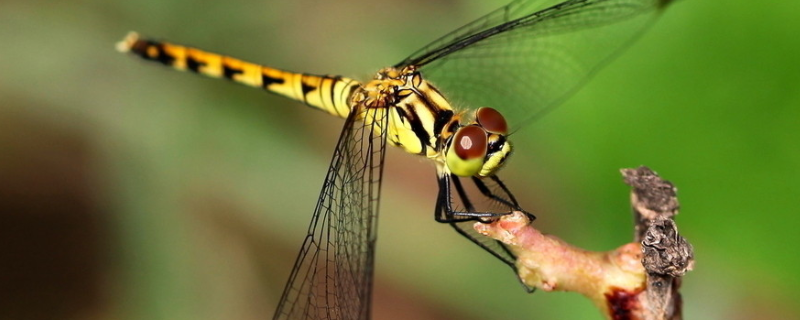 冬天里的蜻蜓都去到哪里了，蜻蜓点水又是因为什么原因呢