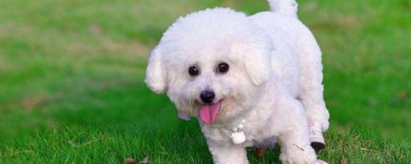 哪些种类的狗粮更适合比熊犬食用,新手主人应当如何挑选比熊犬的专用狗粮