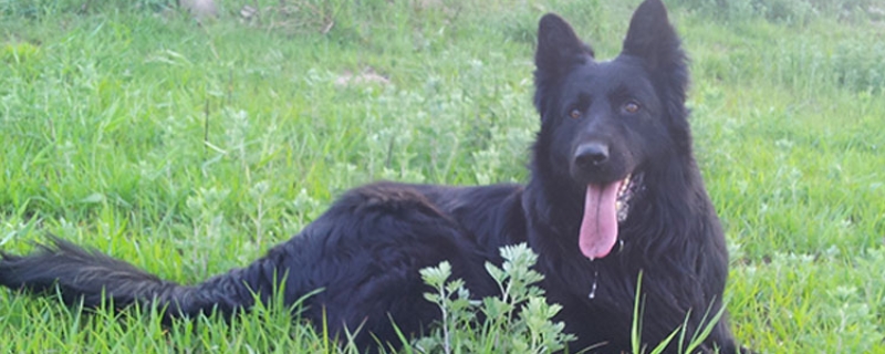 比利时牧羊犬究竟应该如何挑选，大概多少钱可以买到一只，这种犬种容易饲养吗