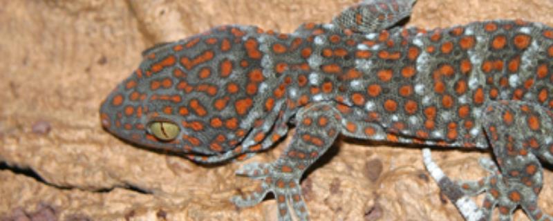 蛤蚧的养殖技术有哪些，附带蛤蚧的场地建设方法说明