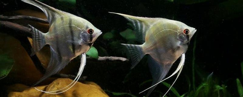 神仙鱼平常喜欢吃什么饲料，这种鱼的一般寿命能有多长时间