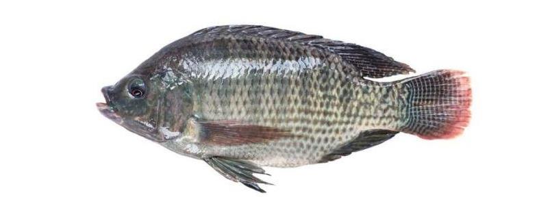 罗非鱼的高产养殖技术，罗非鱼的科学繁殖技术方法