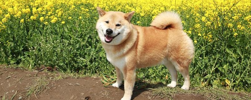 柴犬的平均寿命究竟能活多久，它的智商水平高不高，以及平常应该怎么科学饲养呢