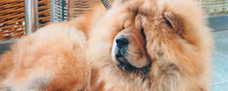 松狮犬挑选哪种狗粮比较好，以及它绝对不能食用的那些食物
