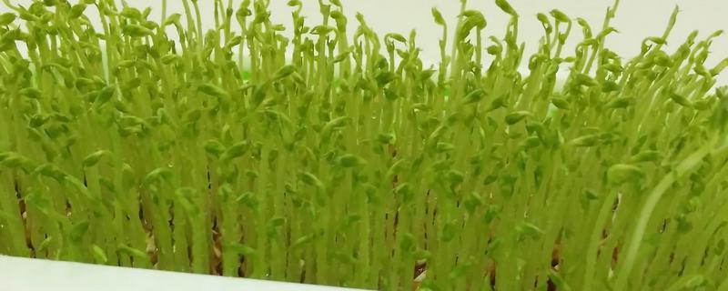 详细的芽苗菜种植技术，以及它具有的营养价值和作用