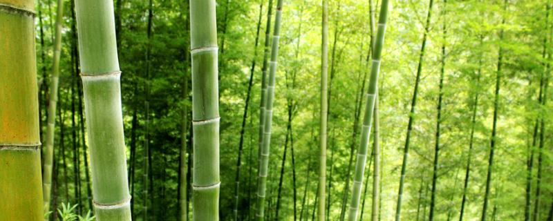 毛竹应该怎么种植，建议选择避风山坡并在秋季进行栽种