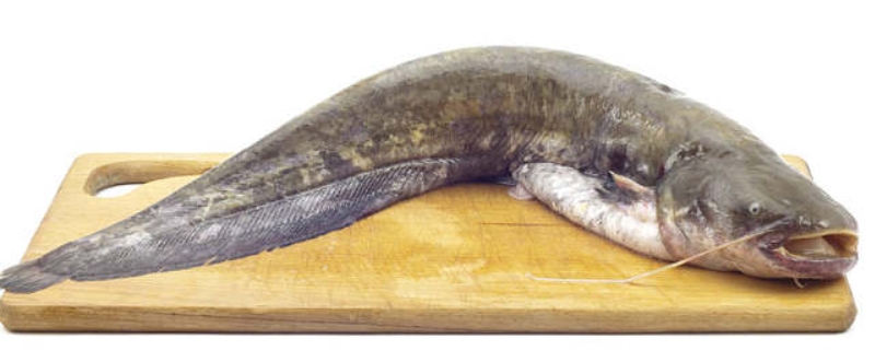 鲶鱼平时主要吃哪些鱼类或者其他食物长大，这种鱼的野外生活环境详细介绍