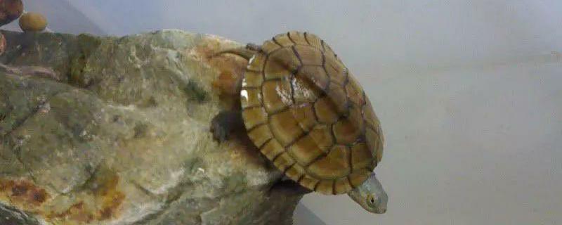 石金钱龟的市场售价通常是多少钱一只，它平时都吃些什么食物以及未来养殖前景如何呢