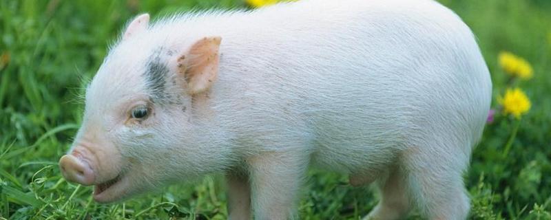 宠物猪究竟应该怎么养，顺便看看都有哪些具体的品种类型